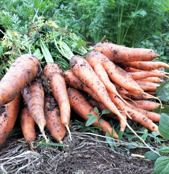 Quy trình trồng rau sạch