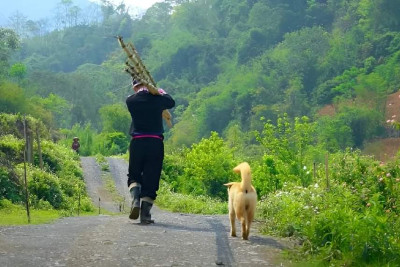 Rau Hữu Cơ Vân Hồ Retreat – Những Cánh Đồng Xanh Cho Tương Lai